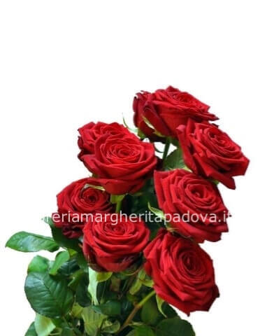 Rose rosse 5, € 8,00 a stelo cm 80/90 piu verdi