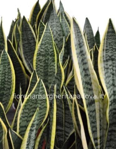Pianta di sansevieria h. 60 con vaso ceramica