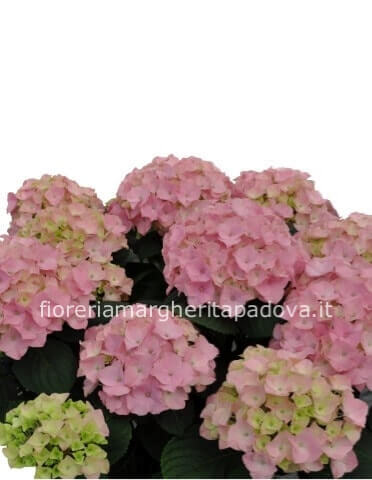 ortensia in stagione