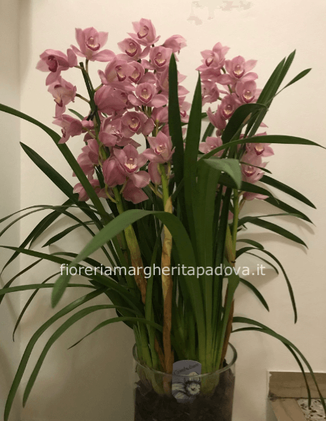 Orchidea Cymbidium  4 steli